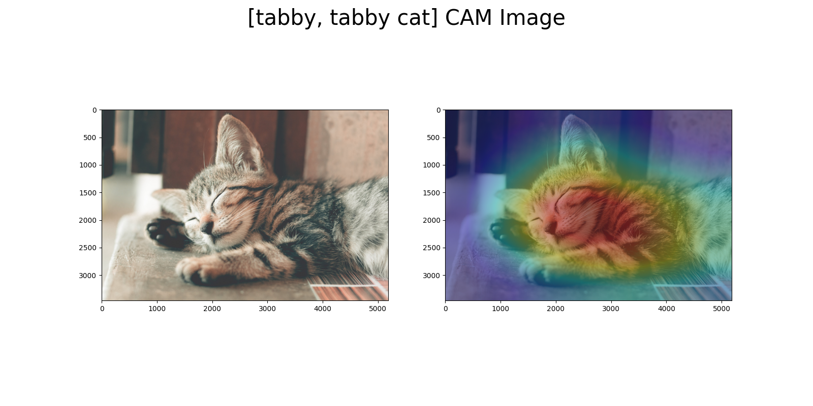 tabby_cat